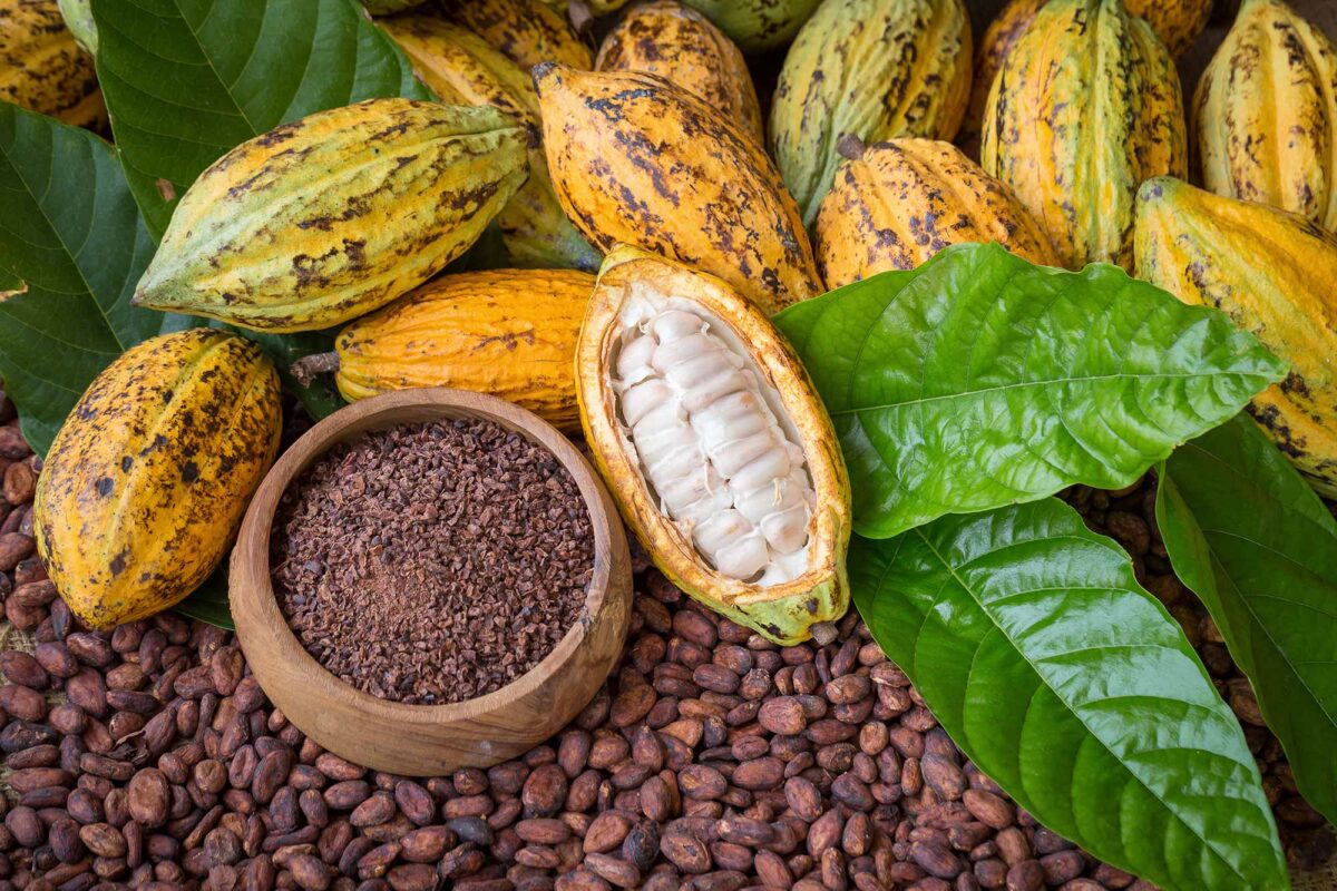 Introduction to Cocoa Farming in India: Varieties and Planting Techniques