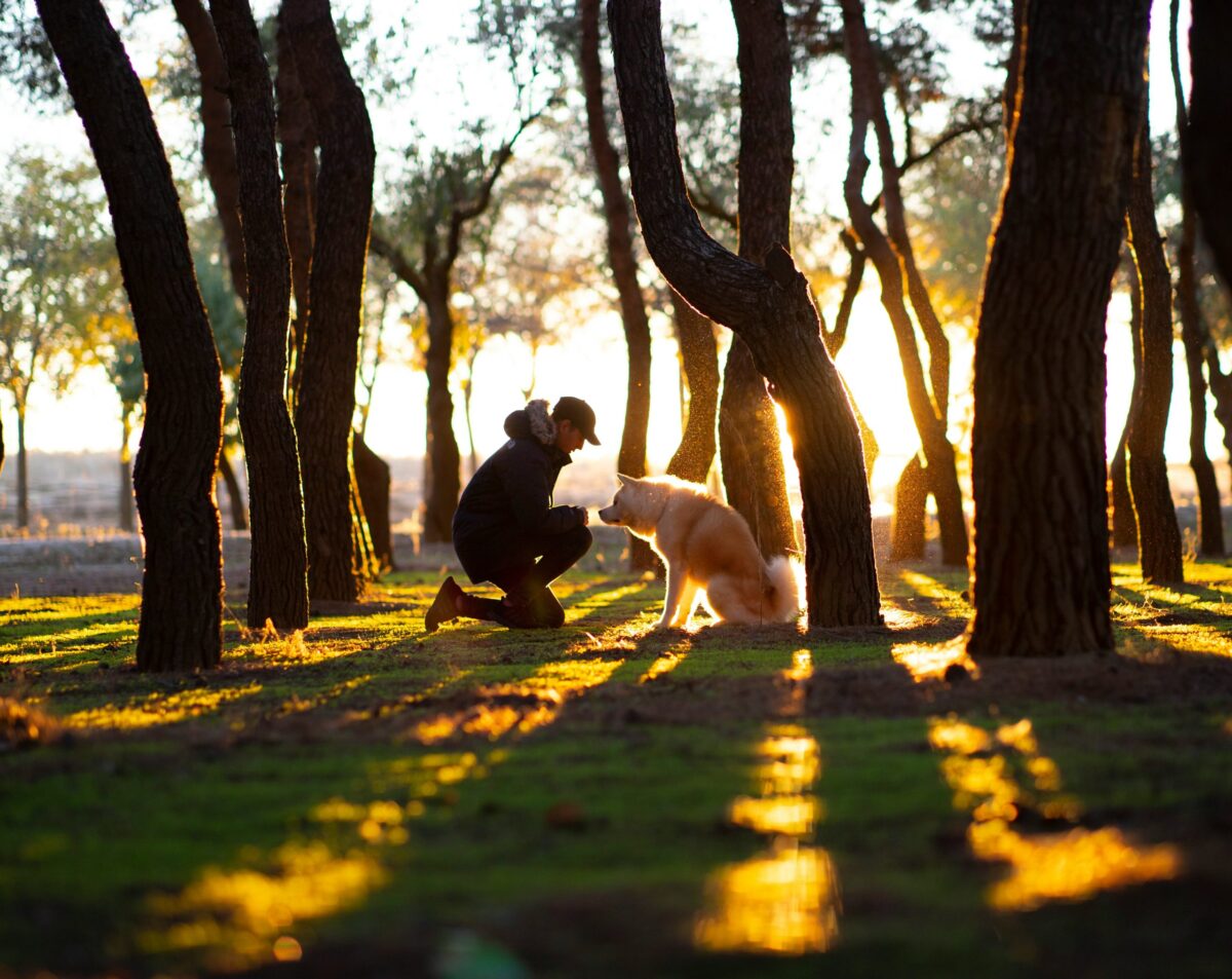 Doggy Day Care: More Than Just a Service