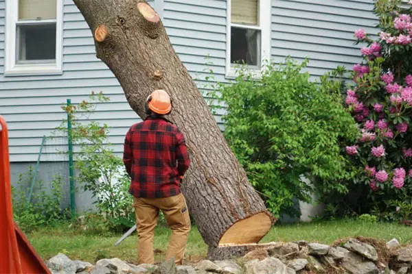 Tree Cutting