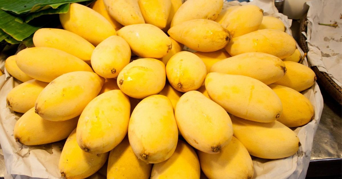 Buy Export Quality Chaunsa Mango